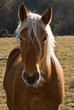 cheval 07