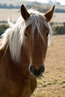 cheval 07
