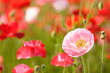 ポピー　Poppy