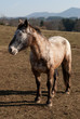 cheval dans un pré