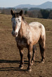 cheval dans le pré