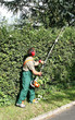 paysagiste, pépiniériste, jardinier taille un bosquet épineux paysagiste, pépiniériste, jardinier taille un bosquet épineux