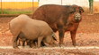 Pig farming