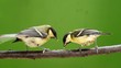 tits fight on twig