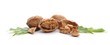 walnut