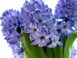 Blue flowering hyacinth bulbs