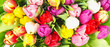 Colorful tulips