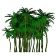 Illustration: palm palm