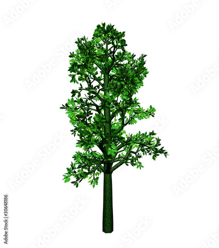Illustration: green tree green tree