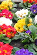 Flowers in the city center of Brussels Belgium