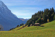 Cows and meadow