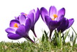 violette Krokusblüten, Gras, weißer Hintergrund