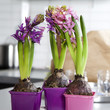 lilac hyacinth
