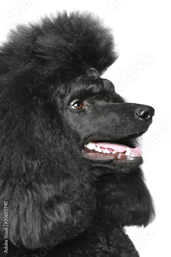 Photo: Black Royal poodle portrait (side view) Black Royal poodle portrait (side view)