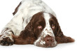 Springer Spaniel lying on a white background Springer Spaniel lying on a white background