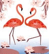 Flamingos