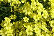 acetosella gialla - Oxalis pes-caprae