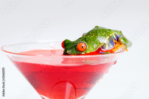 Photo: Frog drinking out of a martini glass Frog drinking out of a martini glass
