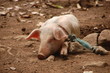 Le cochon