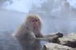 ニホンザル