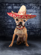mexican chihuahua dog