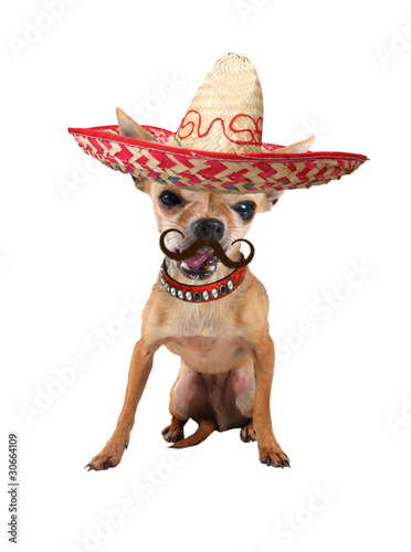 Photo: mexican chihuahua dog mexican chihuahua dog