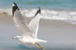 seashore seagull
