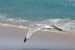 seagulls by the sea
