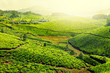 Tea plantations
