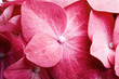 Pink hortensia