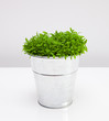 Parsley