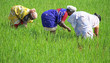 plantation de riz 05 plantation de riz 05