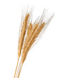 Wheat