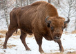 Bison Bison
