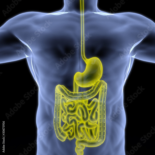 Illustration: intestine intestine