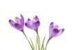 Purple crocus flowers Purple crocus flowers