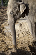 Photo: African elephant African elephant