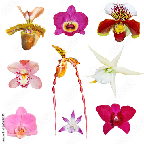 Photo: Set of Orchids Set of Orchids