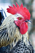 A profile of a rooster or cockerel with a red comb close-up