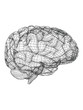 Brain Line Brain Line