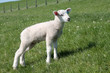 Photo: Little Sheep Little Sheep
