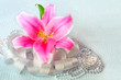 Beautiful pink lily flower on the silver textile background Beautiful pink lily flower on the silver textile background