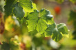 Grape leaves Grape leaves