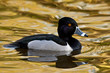 Ring-necked Duck (Aythya collaris)