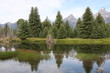 Evergreen Trees Reflecting in a Body of Water Evergreen Trees Reflecting in a Body of Water
