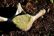 Whale Bone