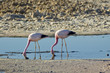 Flamencos andinos (Phoenicoparrus andinus)