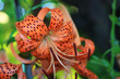 Tiger Lily