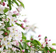 Apple blossoms background Apple blossoms background