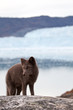 Arctic Fox